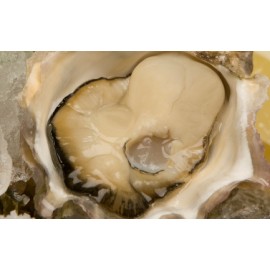 美國太平洋蠔 Pacific Rock Oyster Mx12隻